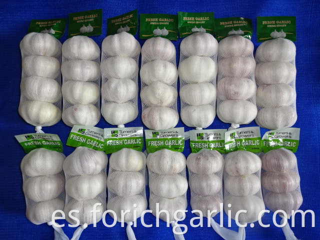 Normal White Garlic